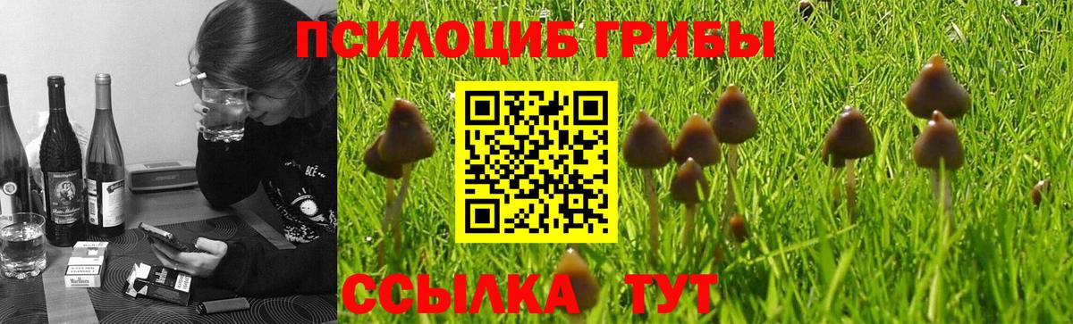 Новошахтинск  где можно купить   Вход с VPN  Галлюциногенные грибы мицелий  Псилоцибиновые грибы Psilocybine cubensis 
